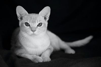 Close-up portrait of cat sitting