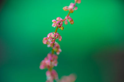 Close-up of pink flowering plant