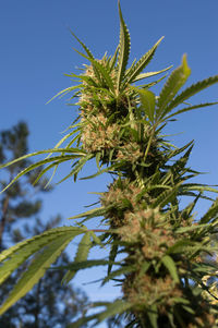 Low angle view of plants against blue sky