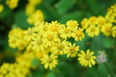 Close-up of yellow flowering plant