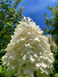 Close-up of white flowering plant