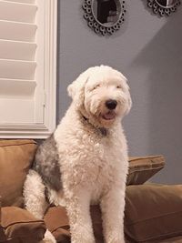 Portrait of white dog at home