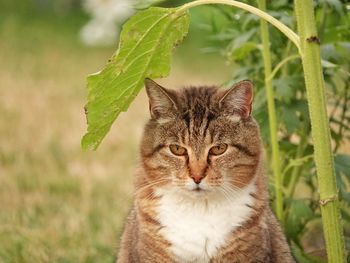 Close-up portrait of a cat