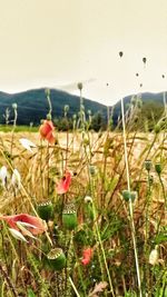 Plants growing on field