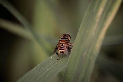 Close-up of insect