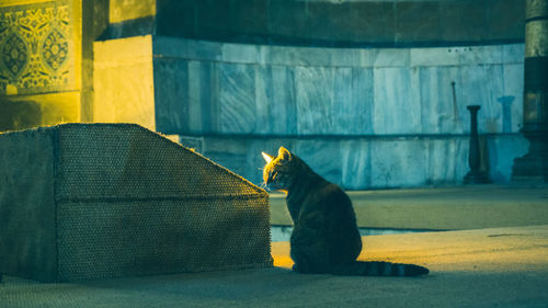 Cat sitting in hagiasofia