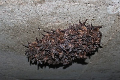 High angle view of dry leaf on land