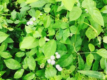 High angle view of flowering plants