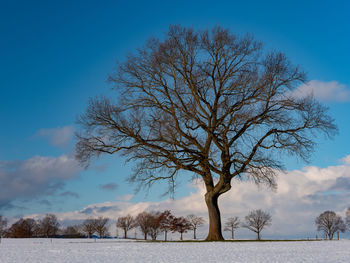 Bare tree against sky during winter