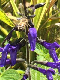 Close-up of purple flowers