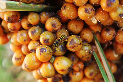 Close-up of fruits for sale at market stall