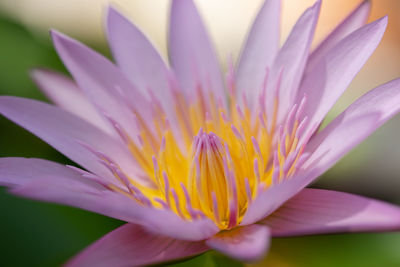 Close-up of purple water lily