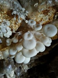 oyster mushroom