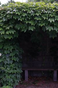 Close-up of ivy growing on plant