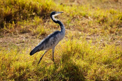 High angle view of gray heron on field