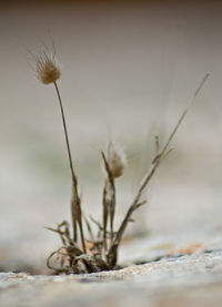 Close-up of plant