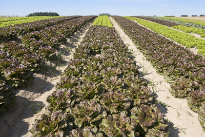 Plants growing on field against sky