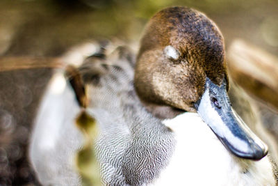 Close-up of duck