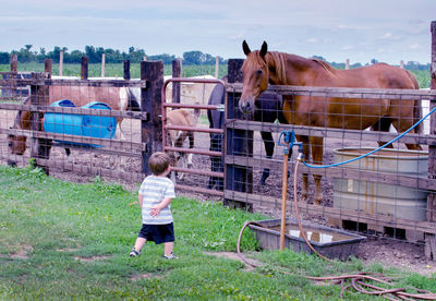 Small boy looks at a really big horse, on this farm in indiana