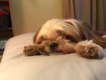 Close-up of a dog sleeping at home