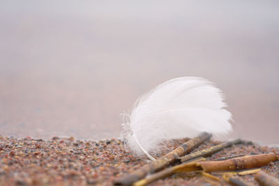 Close-up of feather on land