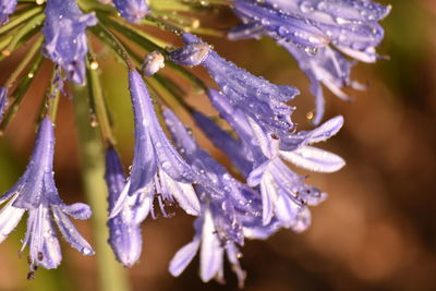 Close-up of water drops on flowers