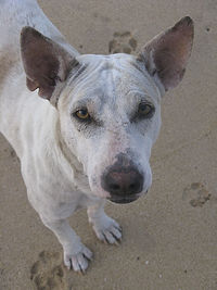 Close-up portrait of a dog on beach