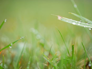 Close-up of wet grass on field during rainy season