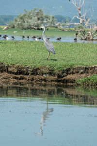 View of birds on lake shore