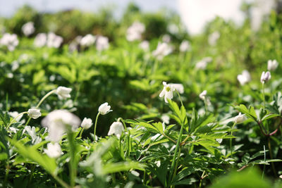 Close-up of white flowering plants on field