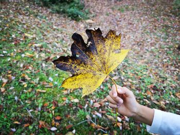 Person holding maple leaves