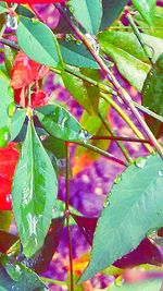 Close-up of leaves