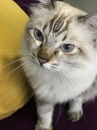 Close-up of cat looking away