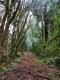 Road passing through forest