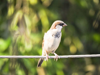 Close-up of bird perching outdoors