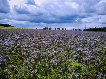 Scenic view of lavender field against cloudy sky