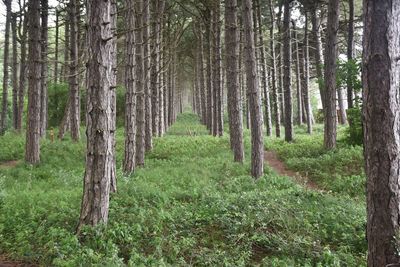 View of pine trees in forest 