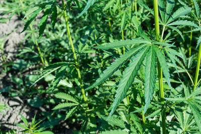 Close-up of fresh green plants