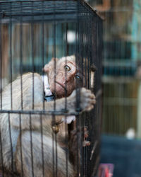 Portrait of monkey  in cage and look at her eyes.