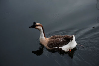 High angle view of duck swimming in lake