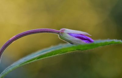 Close-up of purple flowers