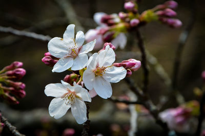 Close-up of cherry blossoms