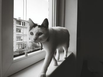 Cat looking through window