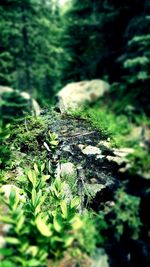 Close-up of plants growing in forest