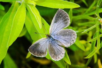 Close-up of butterfly on flower