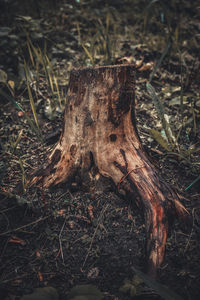 Close-up of animal skull on field in forest