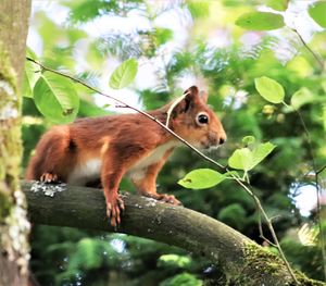 View of a horse on tree