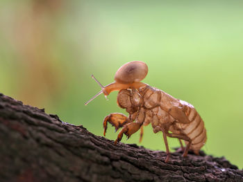 Close-up of snail on insect over tree