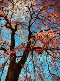 Low angle view of trees against sky