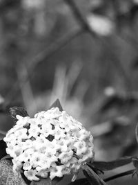 Close-up of white flowering plant